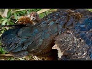 “Egg Hatching ASMR 🐣 | Baby Chicks Breaking the Shell | Satisfying Natural Sounds”