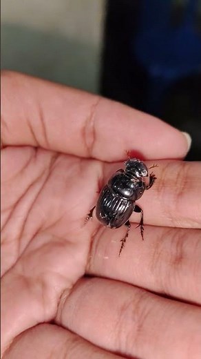 Scarabaeidae- Dung beetle.