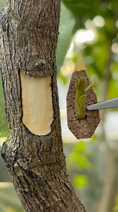 182K views · 800 reactions | Grafting fruit plants chip budding technique. #grafting #budding #garden #reelsvideoシ #viralpost2025シ #viralreelsシ #reelsfbシ #reelsfypシ #fruit | Cha Garden | Facebook