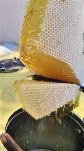 Fakta Gila! Makanan Ini Tak Bisa Basi Selamanya! 🍯