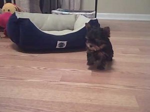 TEACUP YORKIE PUPPIE available for purchase-AKC- "JULIET" will only be 1.5-2 pounds fully grown