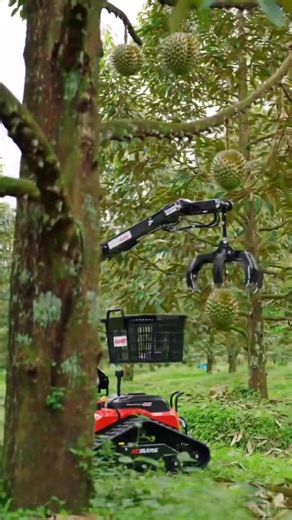 20K views · 87 reactions | ผู้ช่วยในสวนทุเรียน #ทุเรียน #ปลูก #สวนทุเรียน #AI | Wassana D Project | Facebook