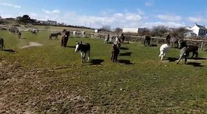 Another bundle of laughs for you – the donkeys pouring out into their turnout paddock, which is very dry and dusty at the moment, we are just waiting for some rain (sorry folks) after having the fields harrowed, so they can then have all the fields to get up to lots of antics and mischief.....💞🥰💞🥰 Enjoy this, with the sound up, remember donkeys are not really built for speed, just frolics and fun!! 😂😂 Lol Have a great Saturday, stay safe, stay well and take great care xxxx | The Flicka Fou