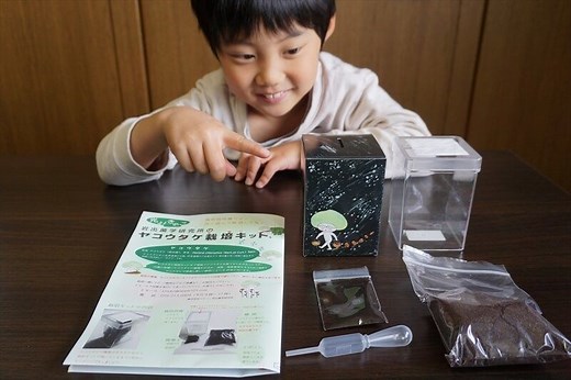 【光るキノコ】ヤコウタケ（夜光茸）の栽培キットに挑戦！ | 関東きのこの会