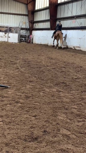 Saddlebred Rescue on Reels