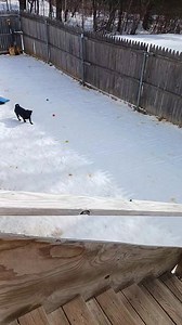 Ella and Jorja out for a pee n poo lol | Pugs of Maine