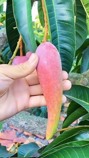 1.6M views · 13K reactions | Chilly Mango Plants Available Order Now! Catalog on WhatsApp: https://wa.me/c/919746741888 Website - https://veliyathgarden.com Call or WhatsApp: 097467 41888 #mango #chillymango #fruitlover #f#fruits #fruitplants #fruitplantnursery | Veliyath Gardens | Facebook