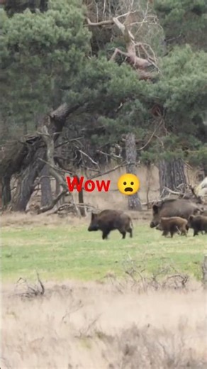 Hadzabe🔥Hunter shots vs Boar wild Meals#Bushman #villagelife#wildlife #thehadzabetribe#viral#hunting