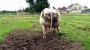 the belgian blue cattle race
