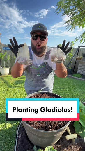 Planting Gladiolus Bulbs in Containers! #gladiolus #pollinatorgarden #pollinatorgardening #flowerfarm #growflowers #containergarden #containergardening #gardeningtips #texasgardenguy #garden #gardentok #gardening