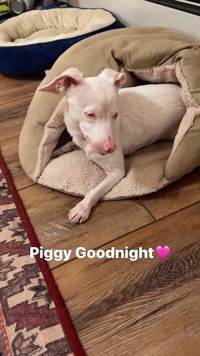 4K reactions · 213 comments | Years ago, Piggy friends came to our...