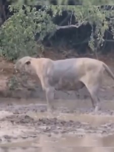 76K views · 407 reactions | Python spitting venom into a lion’s face! 女 #PythonVenom #LionEncounter #WildlifeDrama #NatureShowdown #SavannahConflict | La Pulga News | Facebook