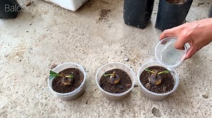 23 reactions | Cutting And Propagate Java Plum Tree With Banana -Java Plum Tree Growing | Natural Farm Kirirom | Facebook