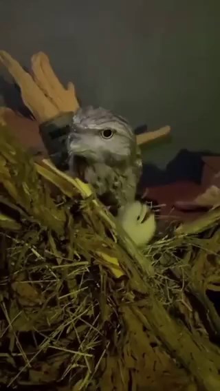 THIS IS THE FIRST TIME I"VE SEEN A FROGMOUTH CHICK AND OH MY GOD!