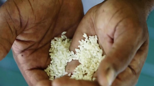 How South Carolina rice could help you live to 100
