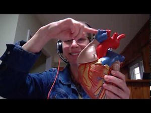 Biology 2020 Lab 4 Quiz Question