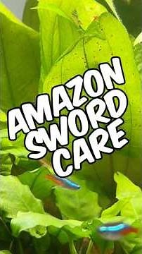 A Quick Amazon Sword Care Guide - Beginner-Friendly Option For Your Planted Tank!