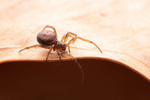 Theses Pictures of Spider Bites Will Help You Identify One