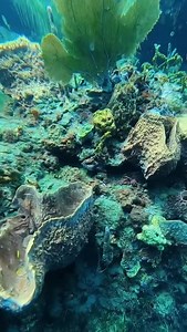 1.9K views · 70 reactions | Be inspired and explore dive sites voted among the top five in the Caribbean by Scuba Diving Magazine. Visit stlucia.org/en/experiences/diving for a list of dive sites with mesmerizing underwater worlds.  @saralynnburnett #TravelSaintLucia #LetHerInspireYou #SaintLucia #caribbean #travel | Travel Saint Lucia | Facebook