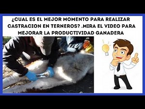 🔴CASTRACION EN BOVINOS. APRENDE A SER EFICIENTE EN ESTA PRACTICA GANADERA DE ALTO IMPACTO PRODUCTIVO