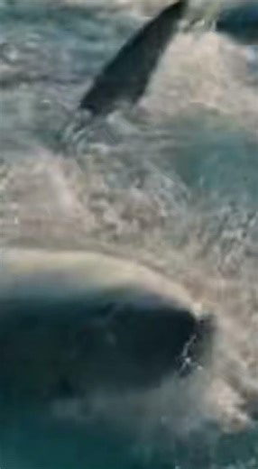 When the Ocean Explodes – Massive Shark Swarm Hits the Boat