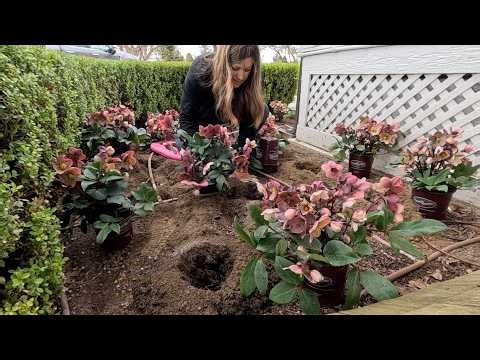 Planting the First flower Bed of the Season 🙌, Spring Containers & Hydrangea Pruning! 🌸🌿🌸