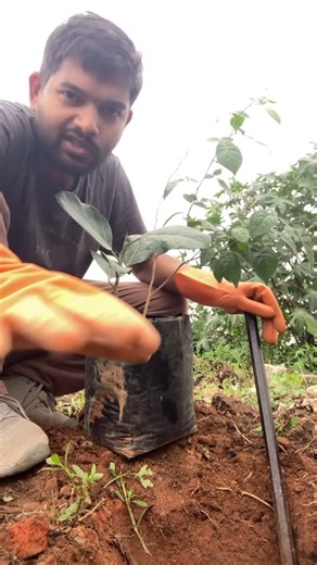 Aditya Sharma Lattala | We have a beautiful culture that promotes progress of all the life forms. When we have beautiful native plants of our own, Why do we need... | Instagram