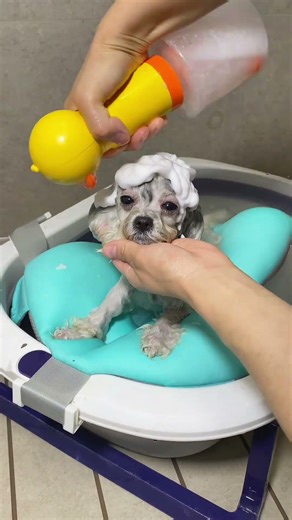 Puppy's Hassle-free Bath Time🛀 #dog #pets #cute #doglife