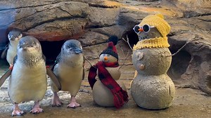 87K views · 7.5K reactions | Not all penguins live in snow ❄️ Believe it or not, many species of #penguins live in a more temperate, or warm, climate. ️ #LittleBluePenguins are native to the coastal dunes and rocky shores of Southern Australia, Tasmania and New Zealand. | Birch Aquarium at Scripps | Facebook