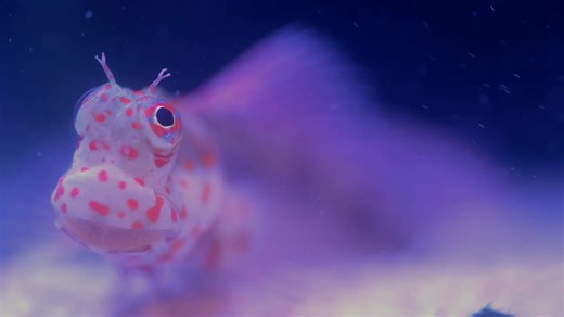 The super cute Orange spotted Blenny #saltwatertank #aquarium #saltwateraquarium #orange #blenny | Aquarium Knoxville | Facebook