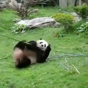 Fighting a bamboo stick #panda | The Great Panda Conspiracy