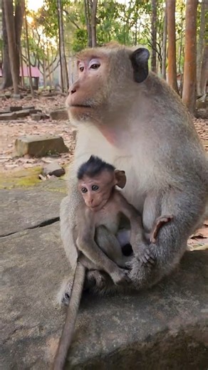 Amazing Big Male Luna Taking Care Baby Niana