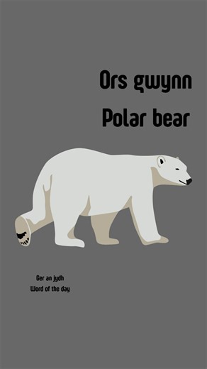 Ors gwynn - Polar bear Orses gwynn a drig y'n kylgh arktek - Polar bears live within the arctic circle | Speak Cornish