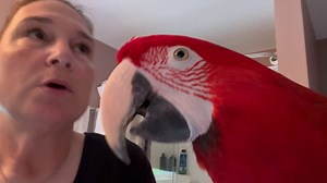 28K views · 1.7K reactions | #BirdPower It's about time for a Ruby video yeah? | Birds and Beaks Rescue and Rehab | Facebook