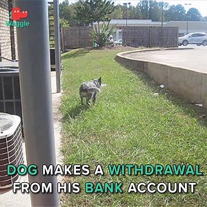 Animal Tales on Reels