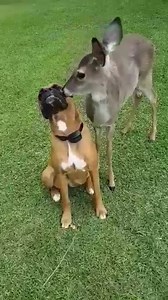 125K views · 6.6K reactions | Friendship knows no boundaries. | Boxer Dog Bonanza | Facebook