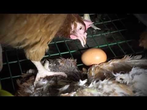 Matines : dans l'enfer des cages