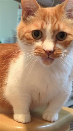 04/13 お返事みい太🐈