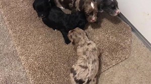 2.2K views · 142 reactions | Tweedy’s at 18 days. Eyes are opening, they are wobbling around now and slowly starting to interact with paws and mouths with each other. The ENS has gone well and this week we will start to introduce sensory stimulus in the form of a new and different style toy every day. Love my Puppy Culture  | Sproodles | Facebook