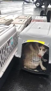 7.5K views · 240 reactions | 152 dogs from the Tulsa area being loaded right now to be taken to Virginia and Maryland to our shelter partners and allies to find their furever homes. | Humane Society of Tulsa | Facebook
