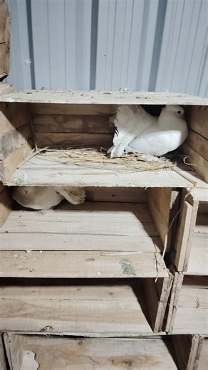 my new fancy pigeons step | bugies parrot new sapret cage by cage steap | 😊😊