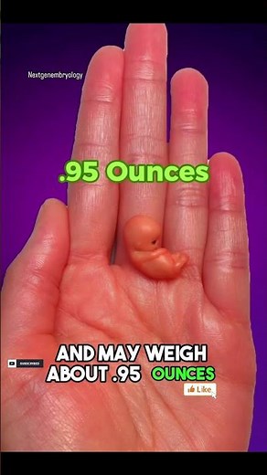 9 Weeks Pregnancy– Baby Size #PregnancyFacts\n#MedicalEducation\n#PregnancyJourney\n#YouTubeShorts\n#sho