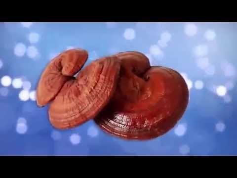 HEALTH BENEFITS OF GANODERMA by Dr. Bob Rakowski