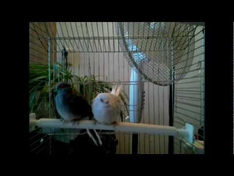 Diamond doves / Diamantduiven (Geopelia cuneata)