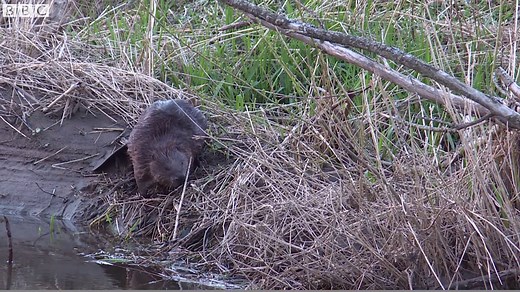 At home with the Tayside beavers. | BBC Scotland News