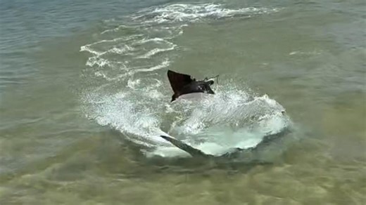 WATCH: Shark and stingray entangle in epic battle