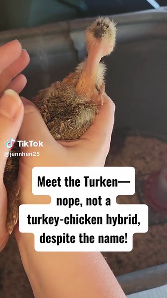 Understanding the Unique Turken Chicken Breed
