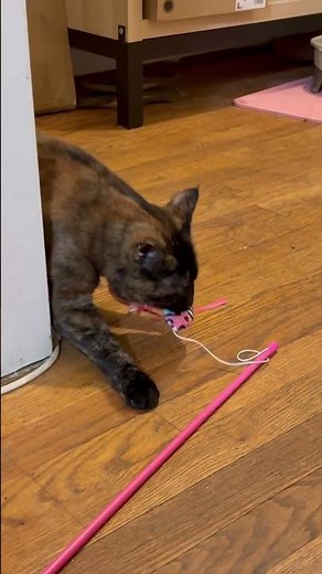 Wobbly cat gets new toy #cat #catvideo #funnycats #chcat #wobblycat #tortiecat