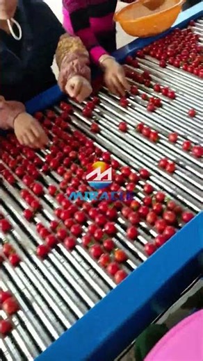 Efficient cherry tomato sorting machine/ small fruit sorter for sale