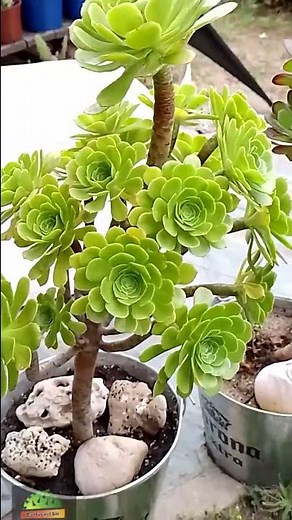 Aeonium Arboreum #succulent